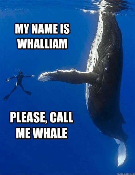 funny whale memes|whale shit meme.